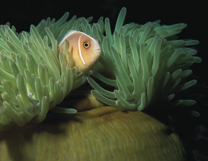 Good Value™ Ocean Glory - Stapled Calendar