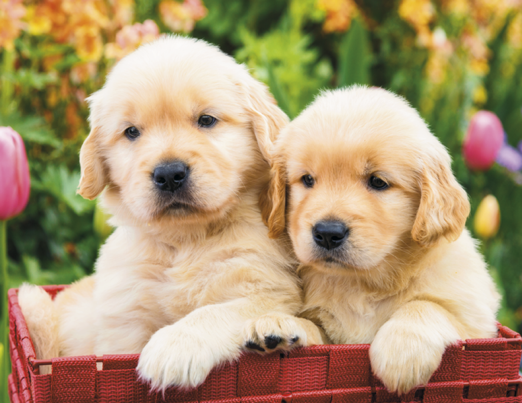 HotLine® Products Four Paws Appointment Calendar - Stapled