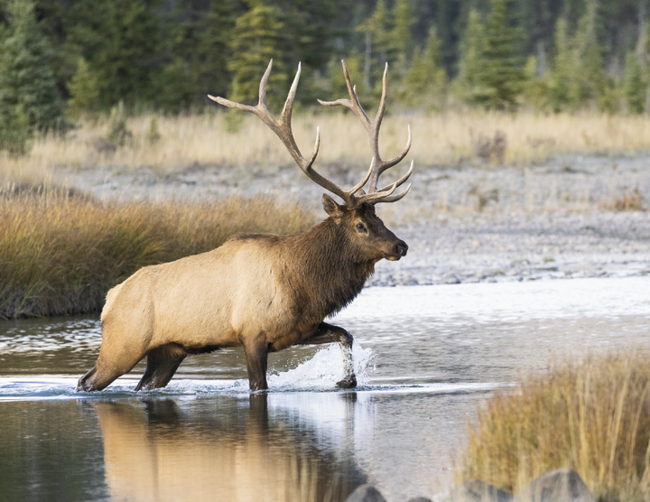 Good Value™ Wildlife Portraits - Spiral Calendar