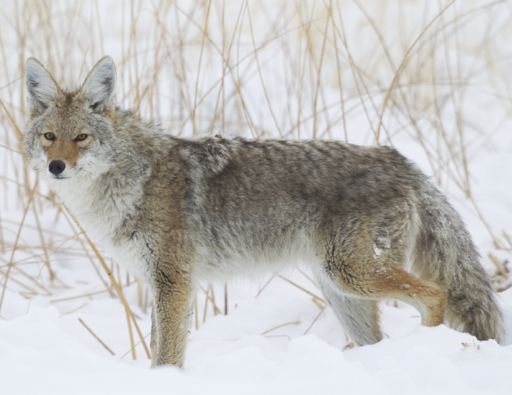Good Value™ Wildlife Portraits - Stapled Calendar