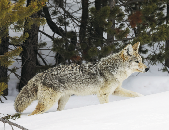 Triumph® Calendars North American Wildlife Calendar