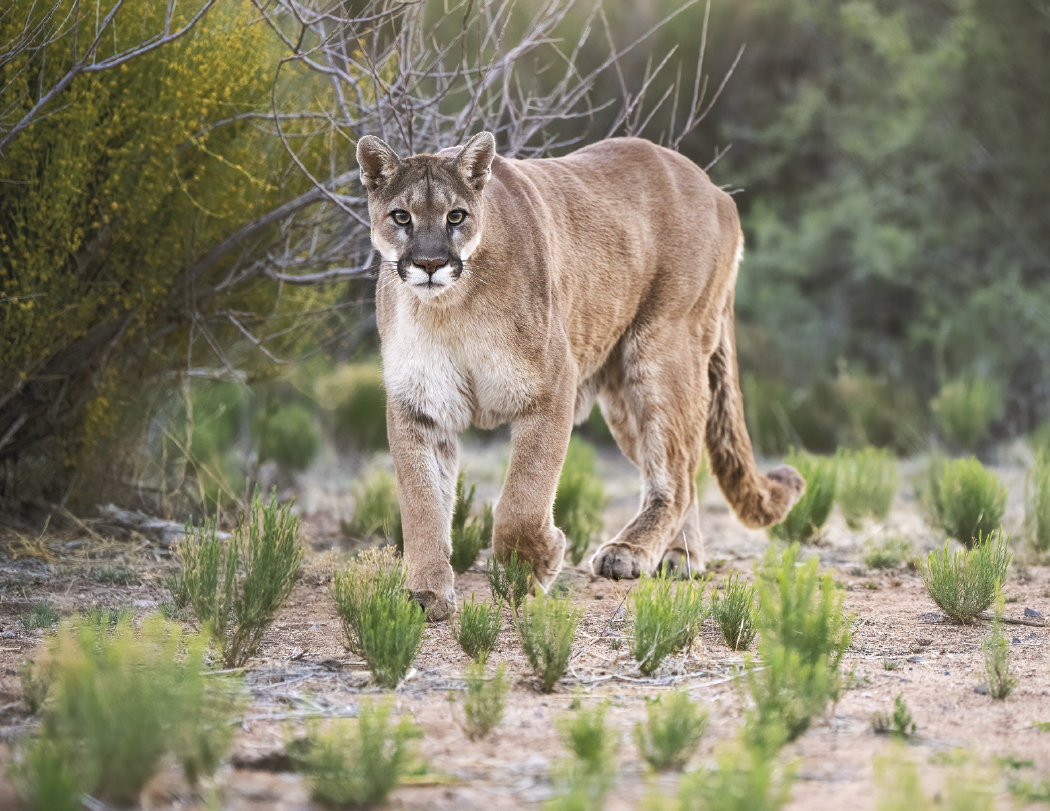 Triumph® Calendars North American Wildlife Calendar