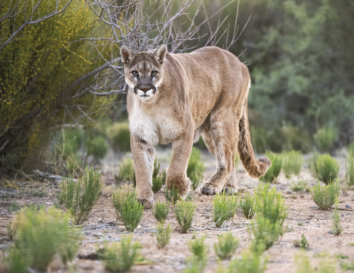Triumph® Calendars North American Wildlife Calendar