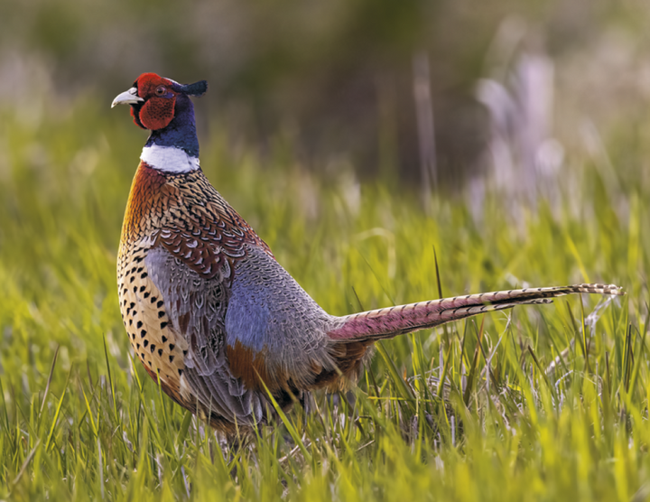 Good Value™ Wildlife Portraits - Stapled Calendar