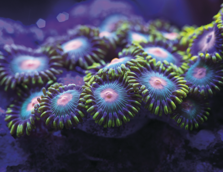 Good Value™ Ocean Glory - Stapled Calendar