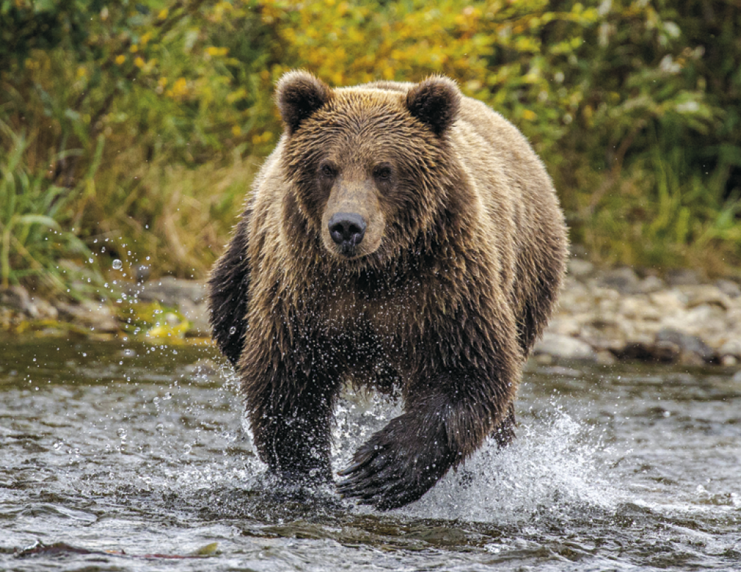 HotLine® Products Wildlife Appointment Calendar - Stapled