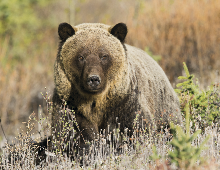 Good Value™ Wildlife Portraits - Stapled Calendar