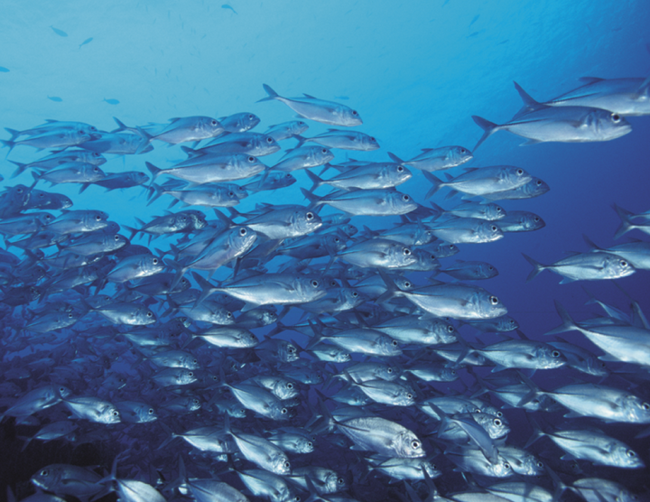 Good Value™ Ocean Glory - Stapled Calendar