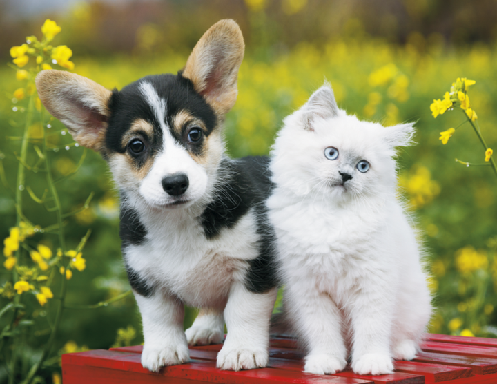 Good Value™ Puppies & Kittens - Stapled Calendar