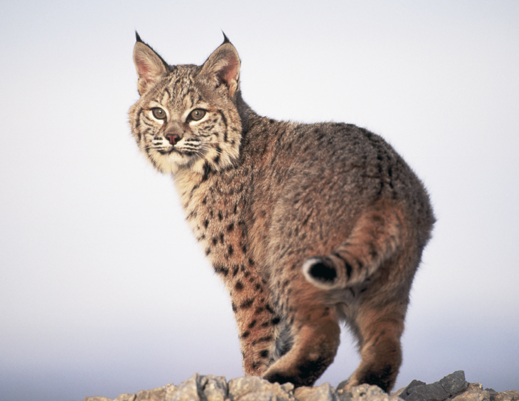 HotLine® Products Wildlife Appointment Calendar - Stapled