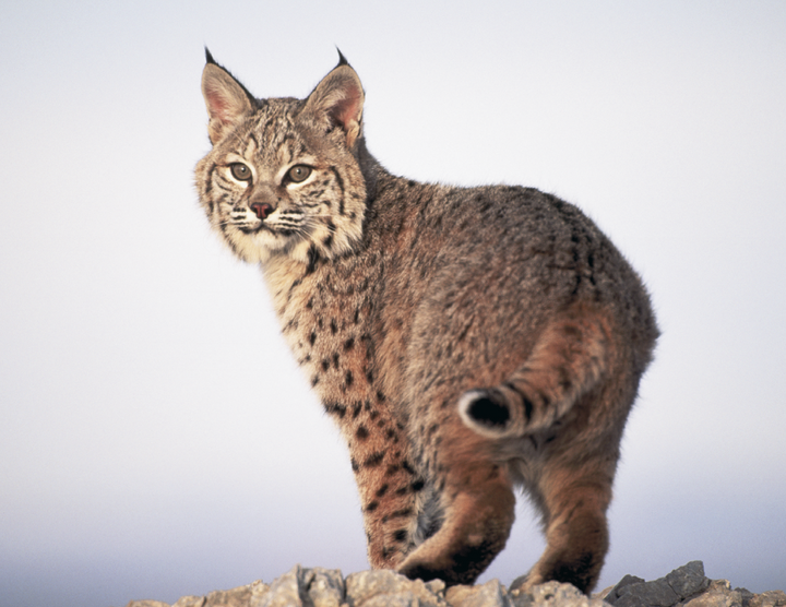 HotLine® Products Wildlife Appointment Calendar - Stapled
