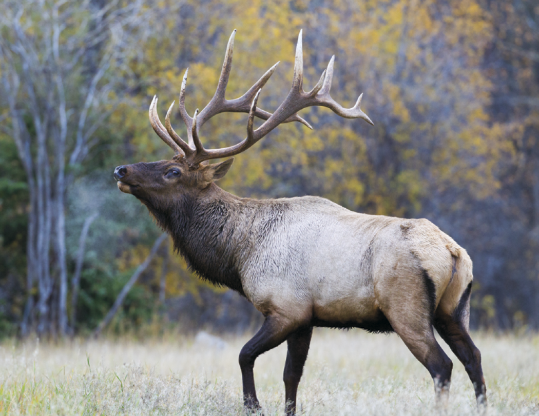 HotLine® Products Wildlife Appointment Calendar - Stapled