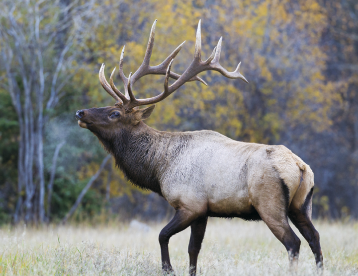 HotLine® Products Wildlife Appointment Calendar - Stapled