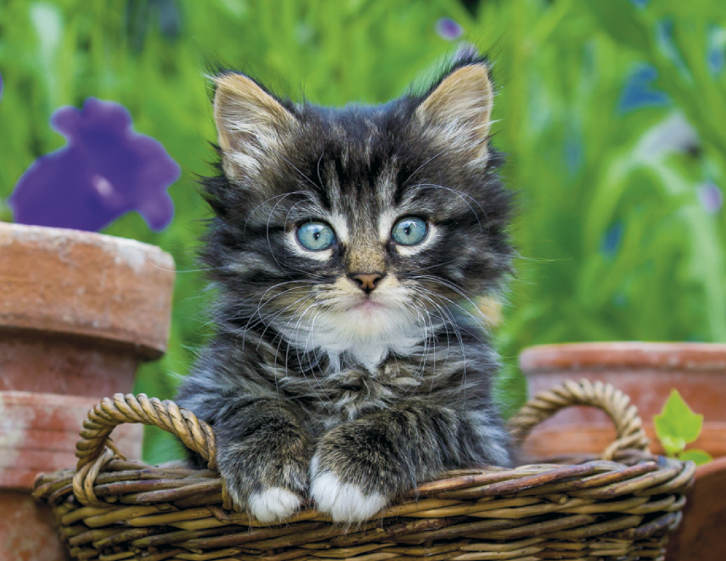 Good Value™ Puppies & Kittens - Stapled Calendar