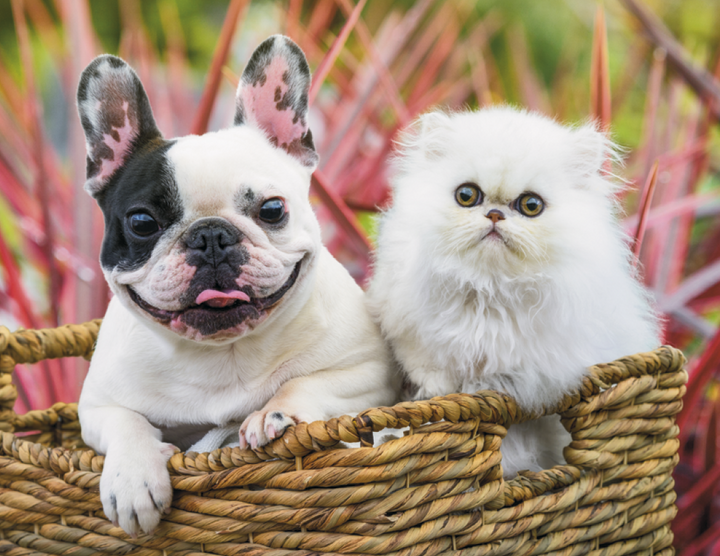 HotLine® Products Four Paws Appointment Calendar - Stapled