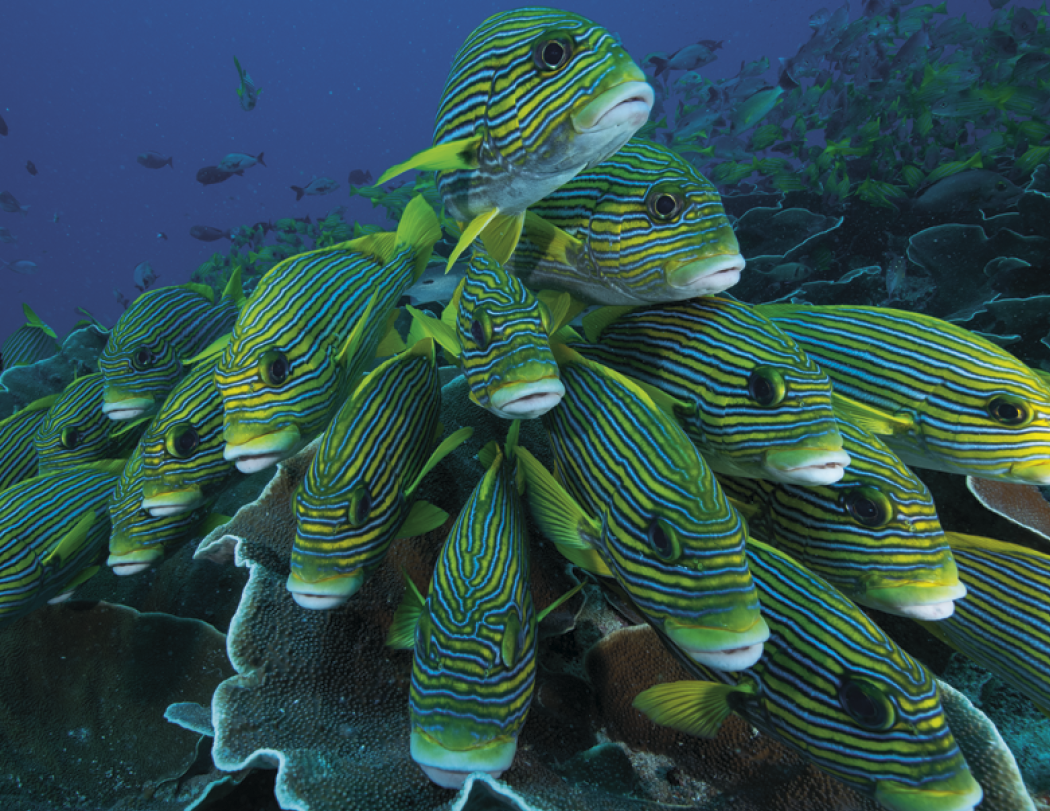 Good Value™ Ocean Glory - Stapled Calendar