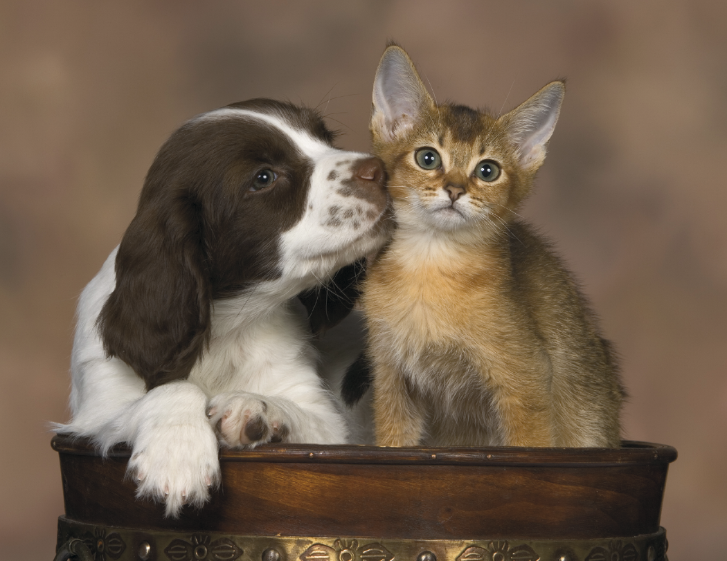 Good Value™ Puppies & Kittens - Stapled Calendar