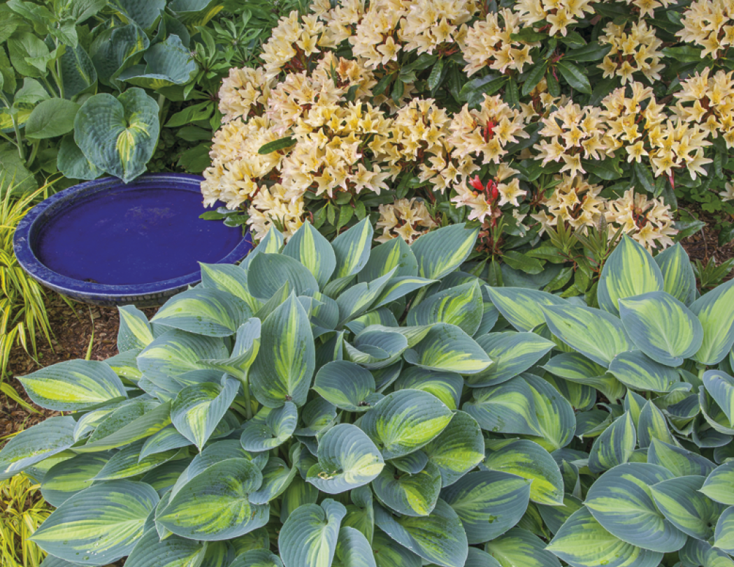 Good Value™ Garden Walk - Window Calendar