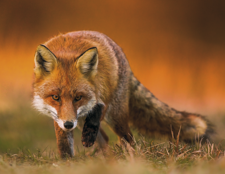 Good Value™ Wildlife Portraits - Stapled Calendar