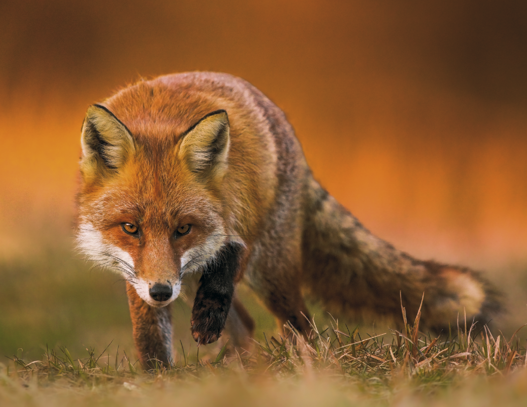 Good Value™ Wildlife Portraits - Spiral Calendar