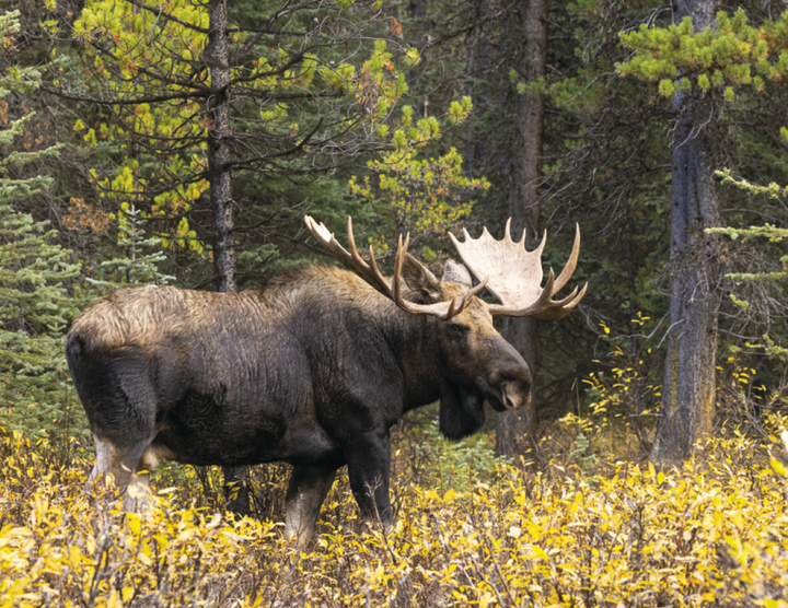 HotLine® Products Wildlife Appointment Calendar - Stapled