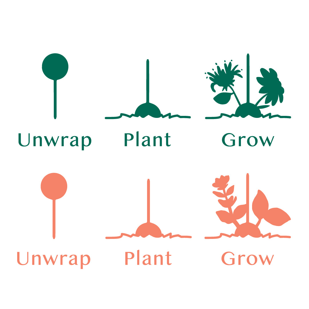 Modern Sprout® Flower Seed Pop