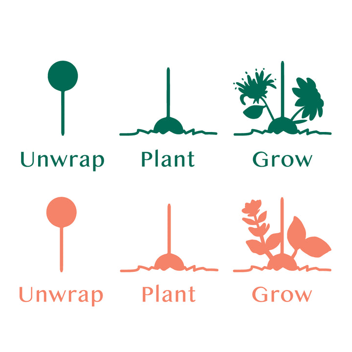Modern Sprout® Flower Seed Pop
