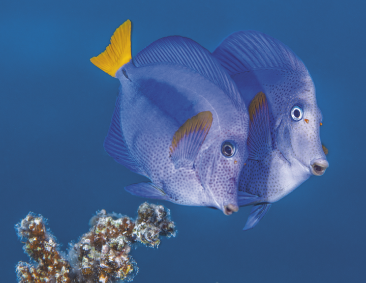 Good Value™ Ocean Glory - Spiral Calendar