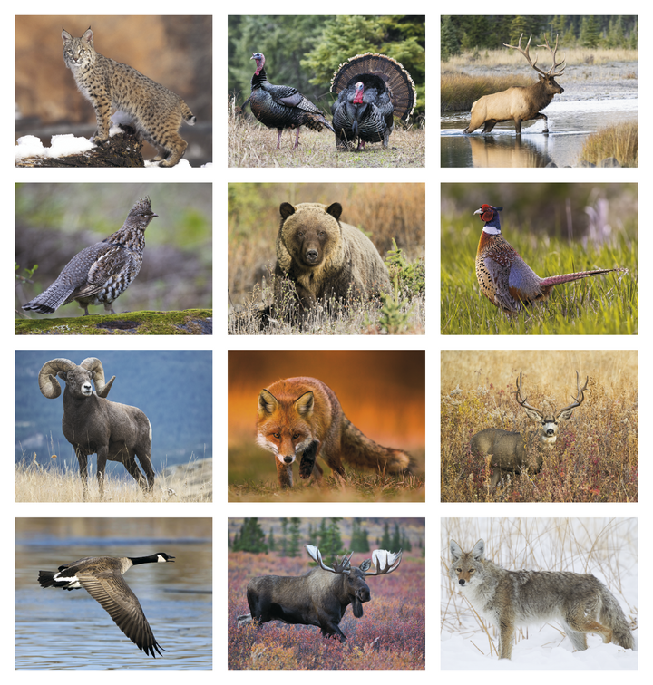 Good Value™ Wildlife Portraits - Spiral Calendar