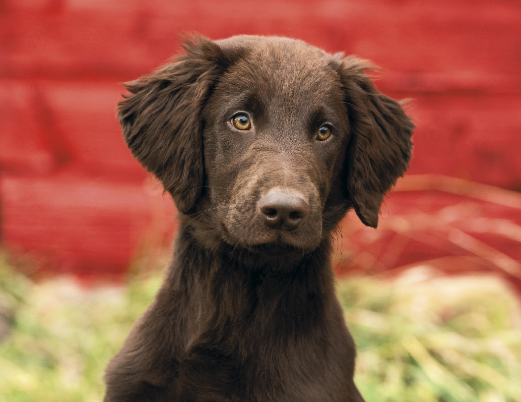 Good Value™ Puppies & Kittens - Stapled Calendar