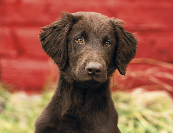Good Value™ Puppies & Kittens - Stapled Calendar