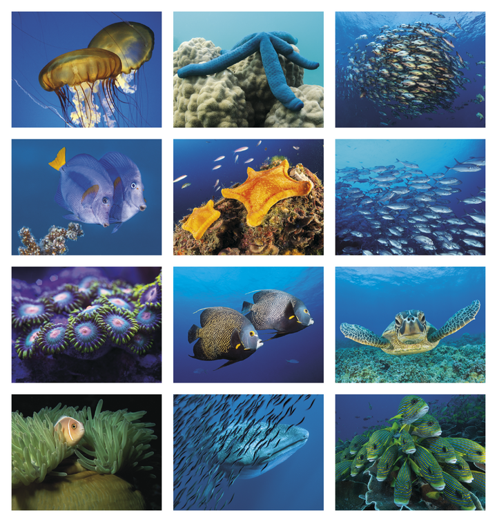 Good Value™ Ocean Glory - Spiral Calendar