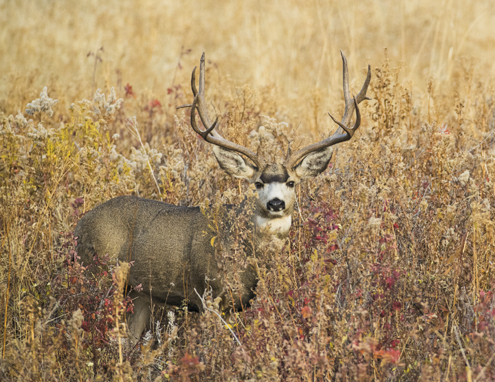 Good Value™ Wildlife Portraits - Spiral Calendar