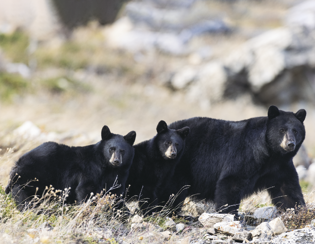 Triumph® Calendars North American Wildlife Calendar