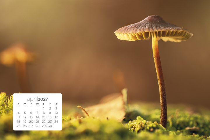 Triumph® Calendars Simplicity Large Desk Calendar