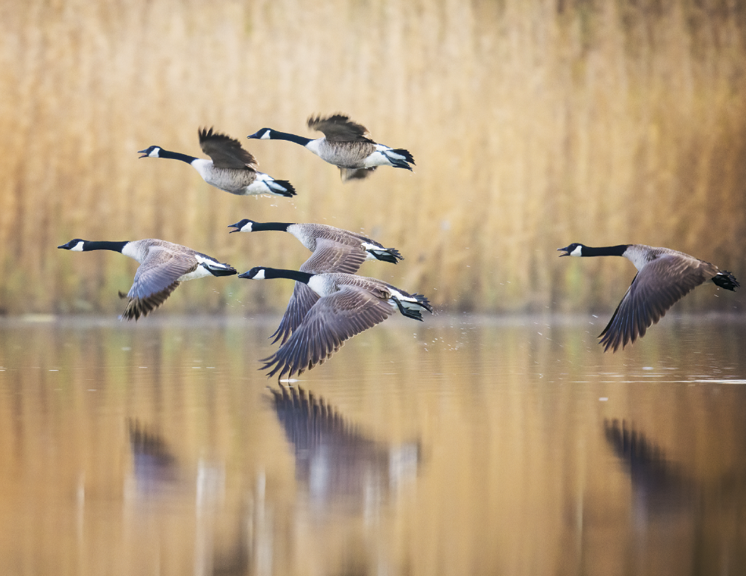 Triumph® Calendars North American Wildlife Calendar
