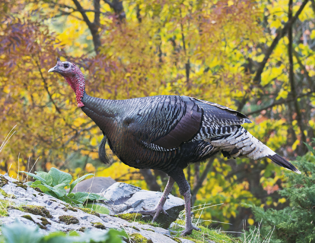 Triumph® Calendars North American Wildlife Calendar