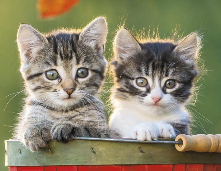 Good Value™ Puppies & Kittens - Stapled Calendar