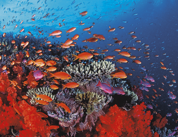 Good Value™ Ocean Glory - Stapled Calendar